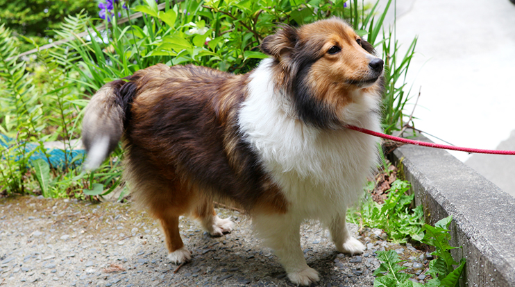 愛犬と一緒に泊まれる宿